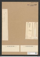 Nitzschia distans var. guarnerensis Grun. (de-Toni-Nr.: Genus 47, Species 2083) Zeichnungen Sammlung Grunow Nr. 4123 (NHMW-BOT-W0371995)
